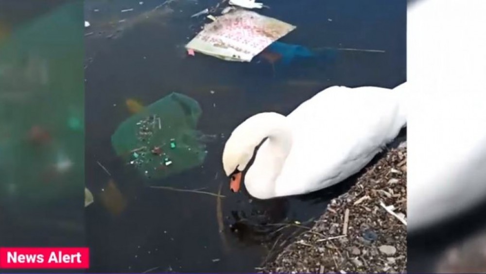 O lebădă a fost surprinsă în timp ce căuta de mâncare printre gunoaie, pe un lac